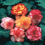 Picotee Begonia Mixture