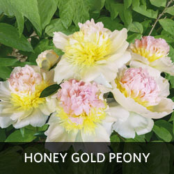 Honey Gold Peony