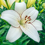 Lily Planting and Growing Tips