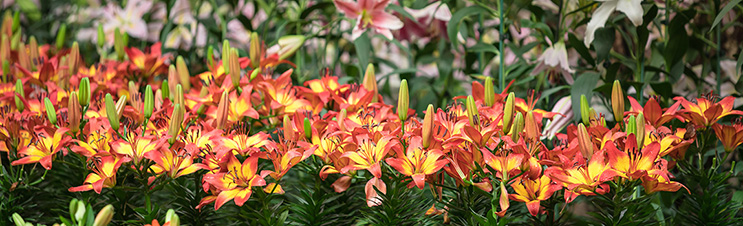 How to care for lilies