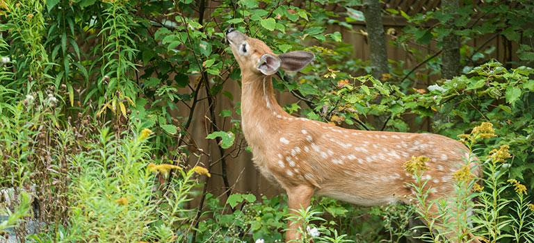 White tailed deer in a suburban backyard.