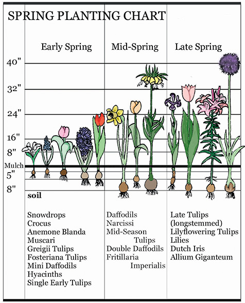 spring planting chart